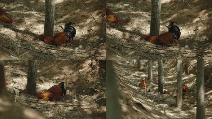 鸡群在树林下觅食 公鸡打鸣