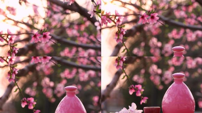 桃花酒与桃花特写开花盛开开放观赏赏花休息