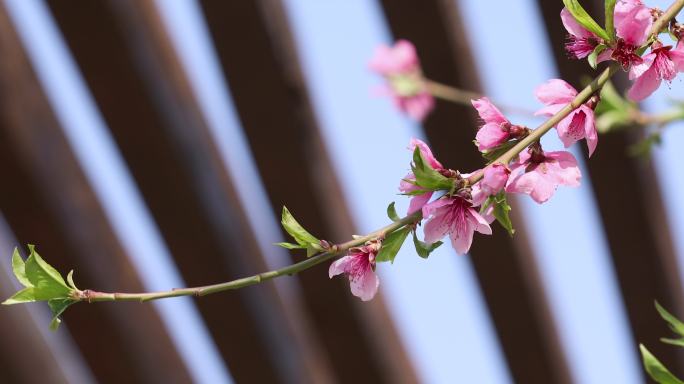 桃花特写春暖花开