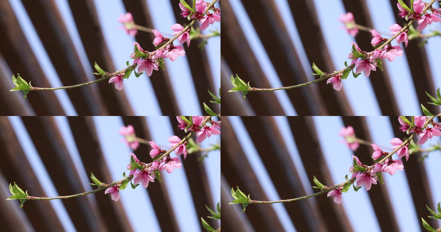 桃花特写春暖花开