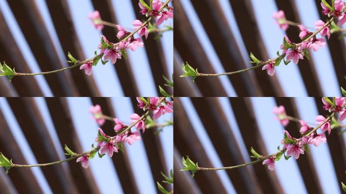 桃花特写春暖花开