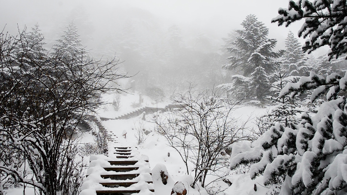 雪山雪松雪景满山大雪