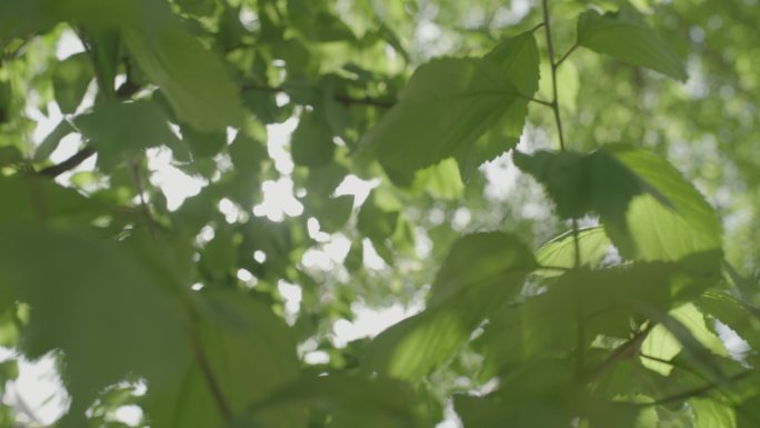 夏日逆光树叶特写