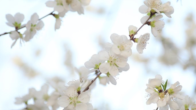 白色桃花特写桃花