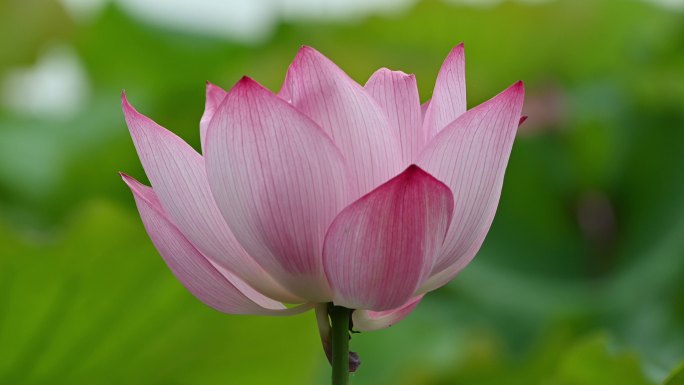 夏至杭州西湖荷花盛开粉色绿色尽显生机