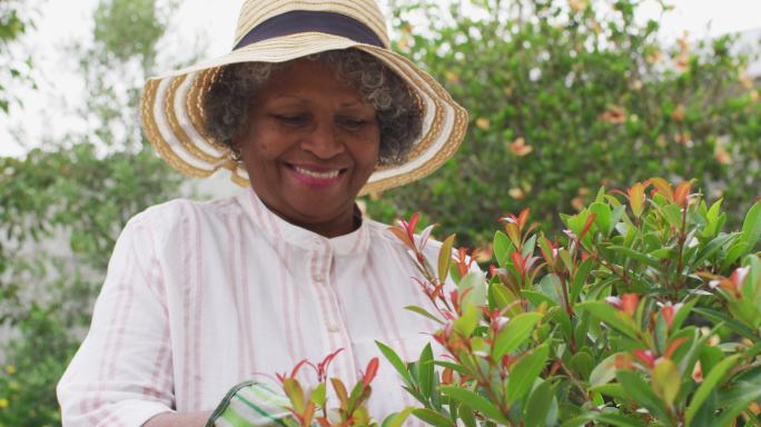 高级非洲裔美国妇女戴园艺手套在花园里修剪植物