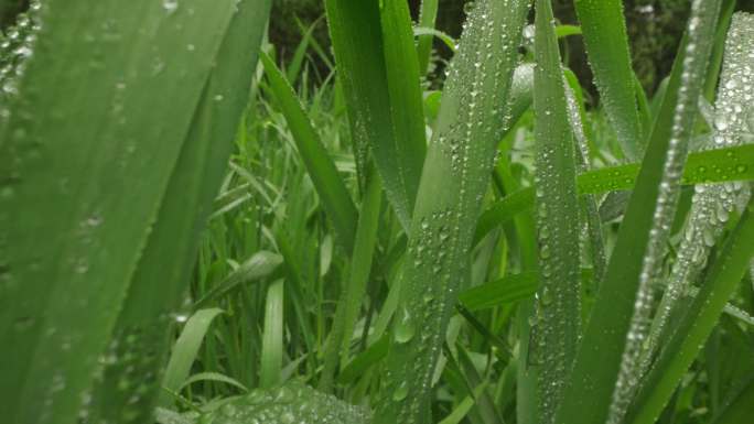 8k唯美特写微距清晨雨露露水露珠甘露