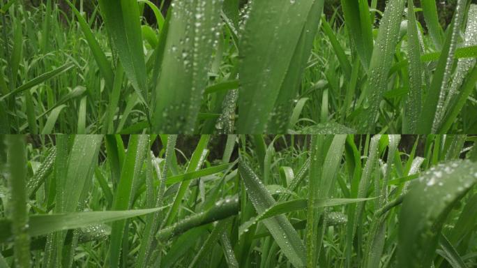 8k唯美特写微距清晨雨露露水露珠甘露