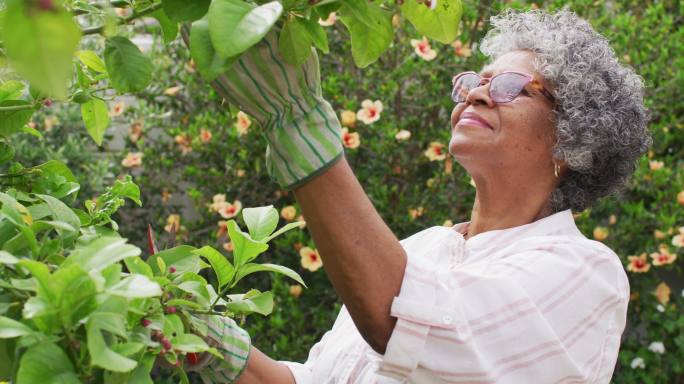 高级非洲裔美国妇女戴园艺手套在花园里砍树
