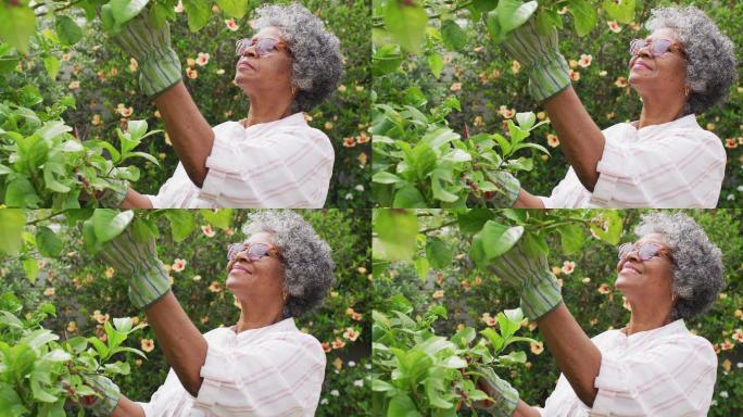 高级非洲裔美国妇女戴园艺手套在花园里砍树