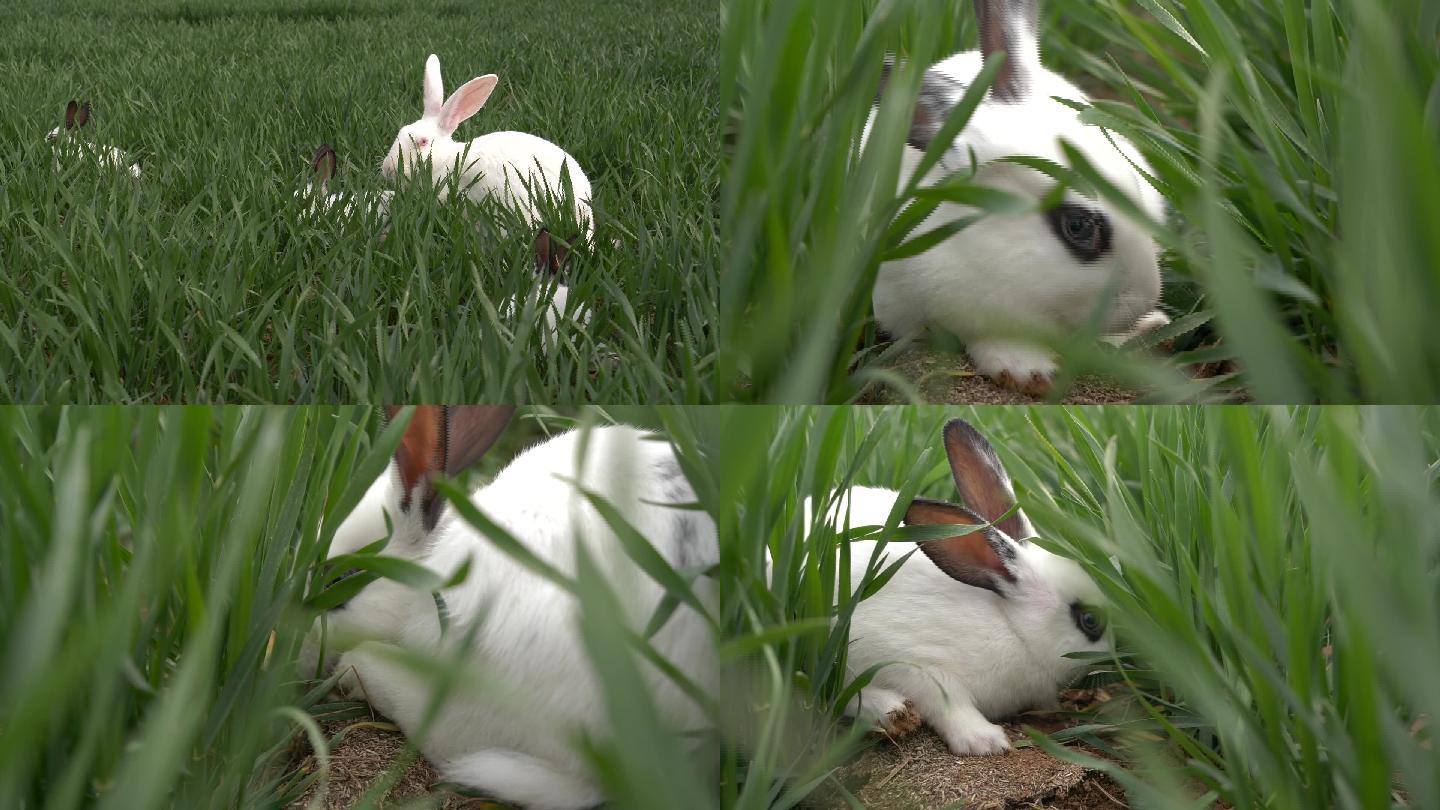 草地上的兔子07