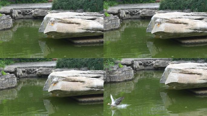 鸭子飞落水面