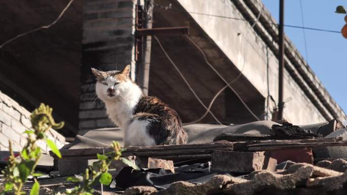 老旧房子上的猫