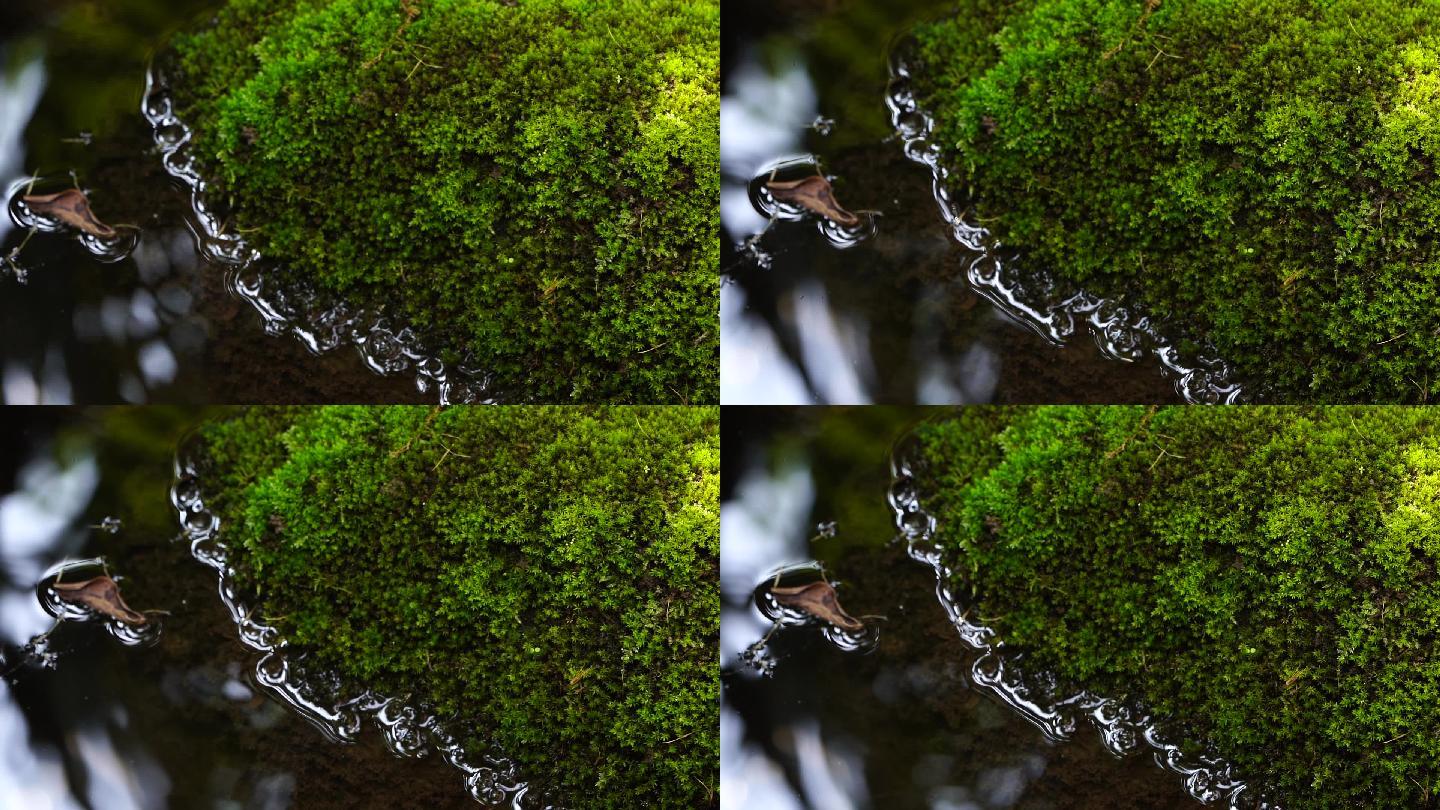 水 苔藓 自然生态