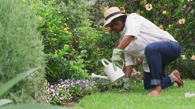 高级非洲裔美国妇女戴园艺手套浇花在花园里