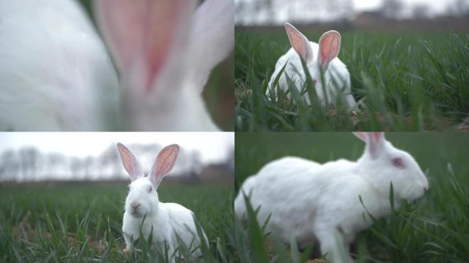 草地上的兔子14
