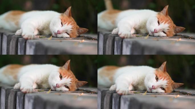 橘猫躺在窗台上休息动物空镜