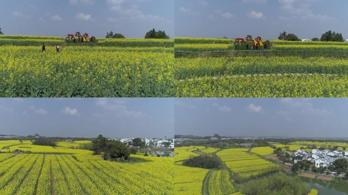 乡村油菜花航拍