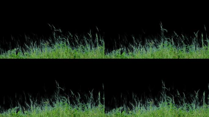 花草动态绿色杂草透明背景挂角素材视频合成