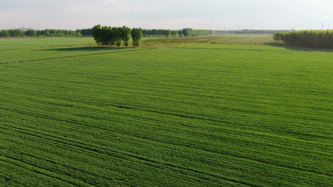 绿色麦田航拍经济作物农作物产地基地农业种