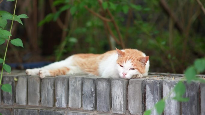 橘猫躺在窗台上休息懒散慵懒