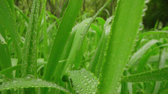 8k唯美特写微距清晨雨露露水露珠甘露