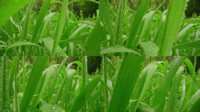 8k唯美特写微距清晨雨露露水露珠甘露