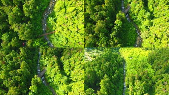 台湾 溪头森林 台湾妖怪村 航拍