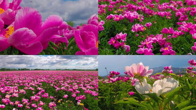 花海芍药花航拍