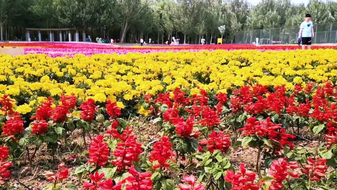 花海花园花团各种花