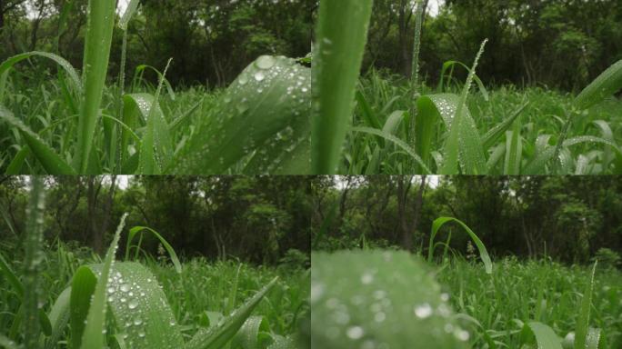 8k唯美特写微距清晨雨露露水露珠甘露