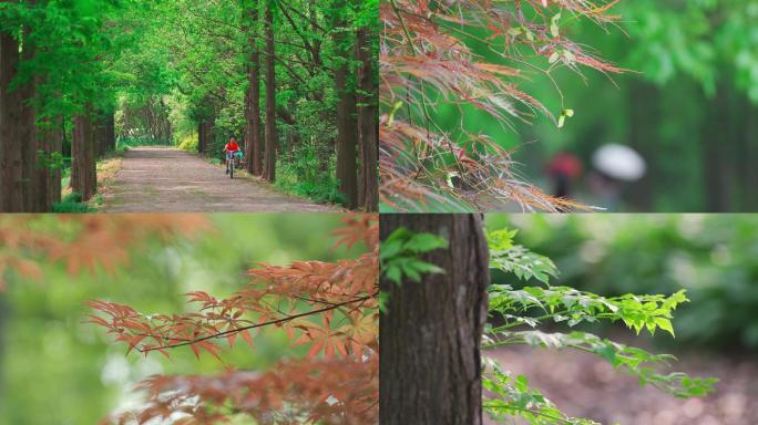 清晨 夏日 惬意 倾城阳光 树叶 小道