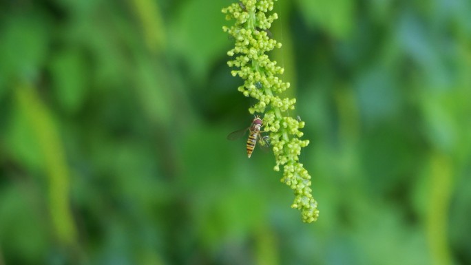 食蚜蝇吮吸花蜜