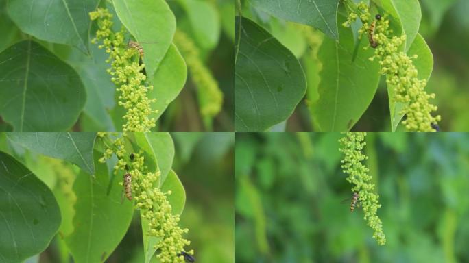 食蚜蝇吮吸花蜜