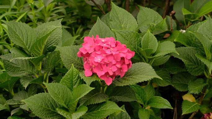 拍摄于四川成都市龙泉驿区花田湿地的绣球花