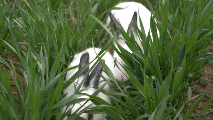 草地上的兔子08