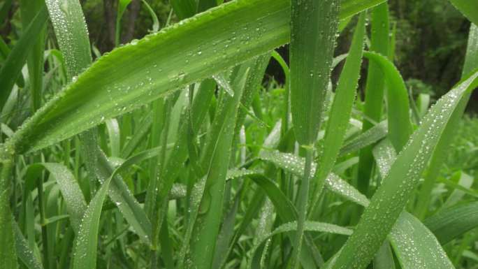 8k唯美特写微距清晨雨露露水露珠甘露