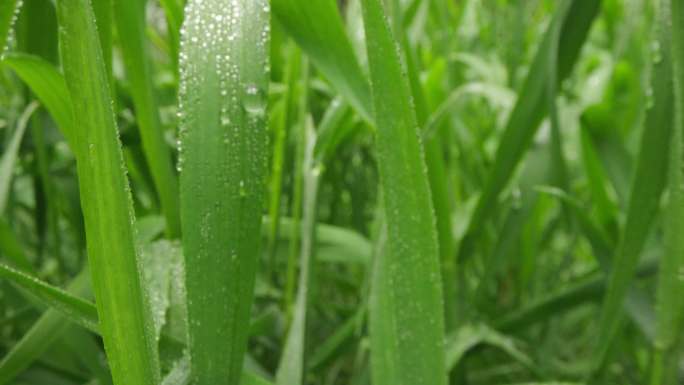 8k唯美特写微距清晨雨露露水露珠甘露