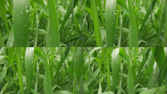 8k唯美特写微距清晨雨露露水露珠甘露