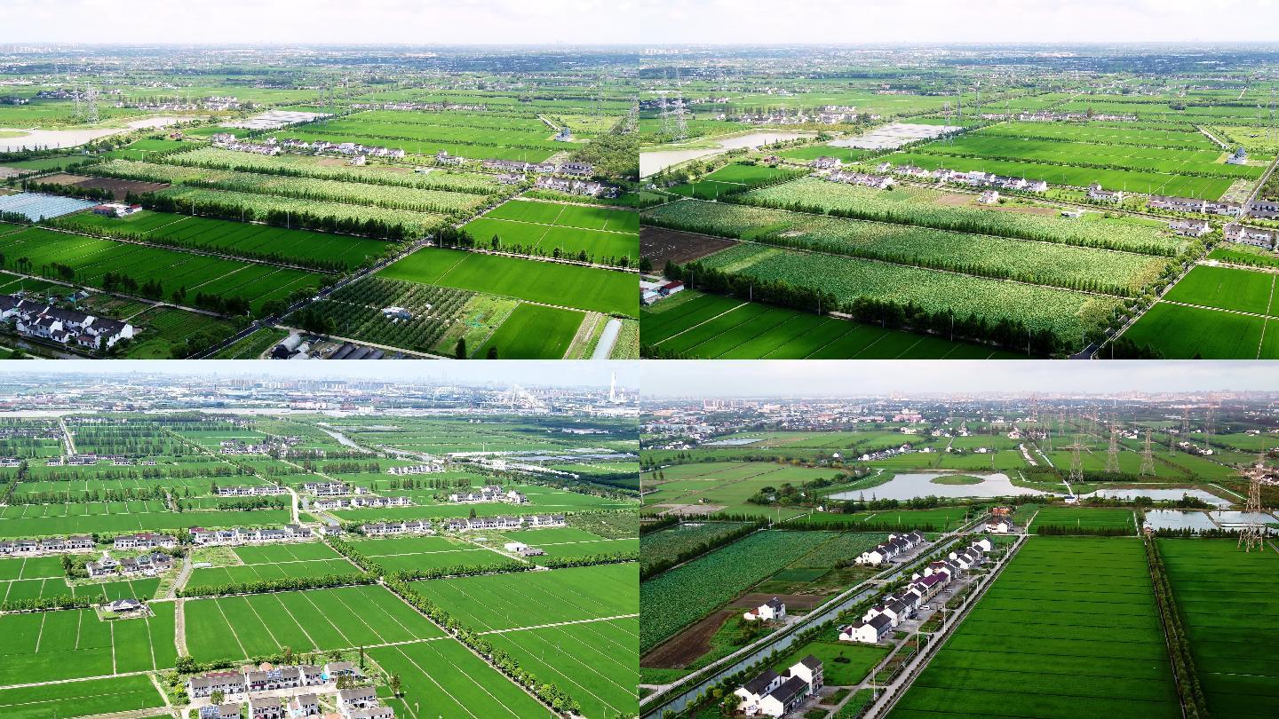 4K上海稻田绿色田园风光航拍