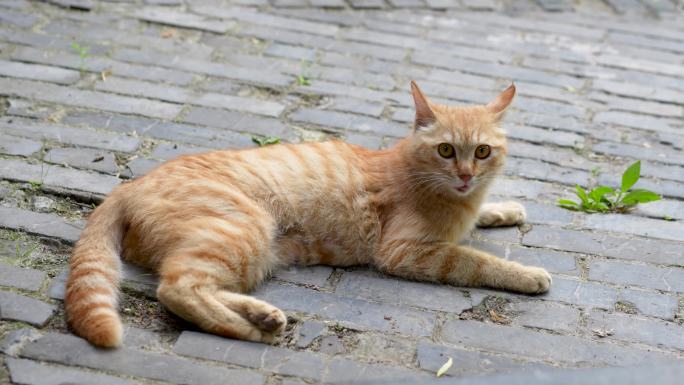 橘猫趴在地上休息猫叫