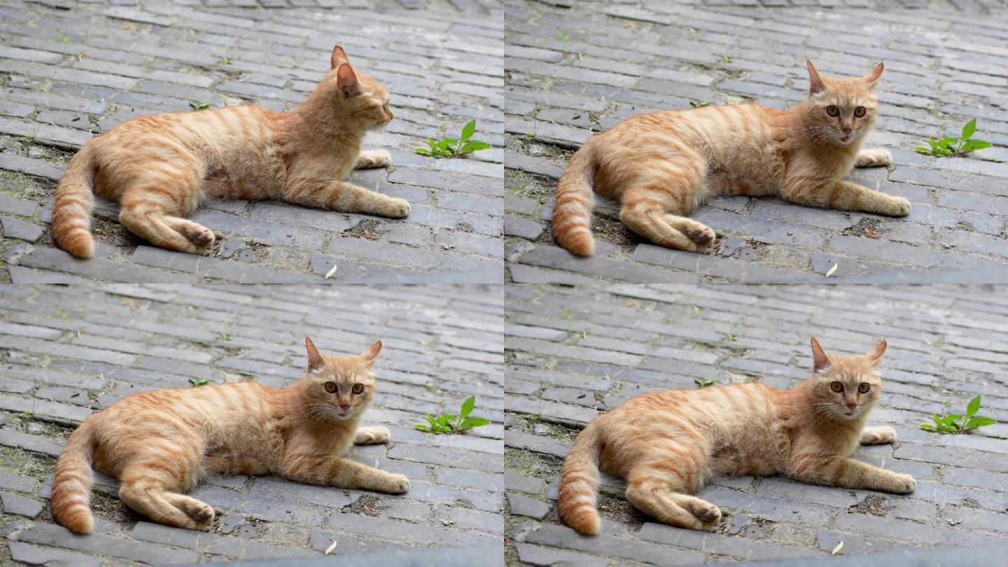 橘猫趴在地上休息猫叫