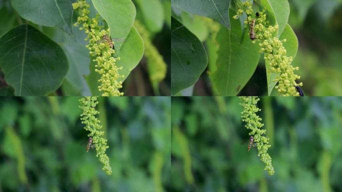 乌桕花、乌桕树