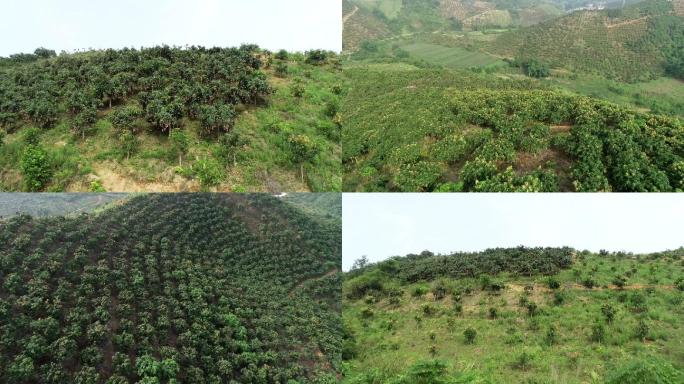 芒果之乡种植山坡