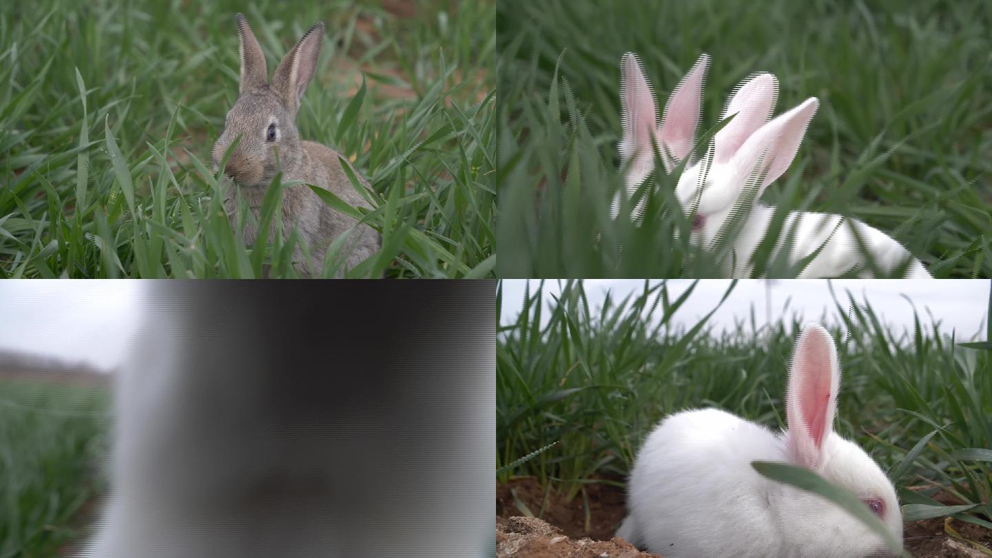 草地上的兔子15