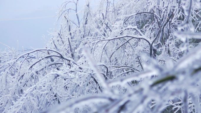 大雪后山上雾凇树枝上的冰挂冰凌冬天寒冷天