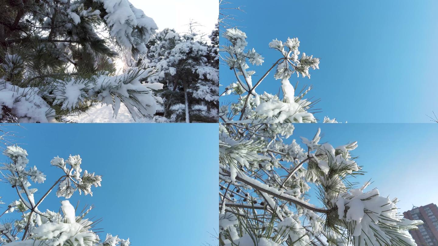 冬天大雪压青松4K