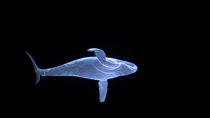 鲸鱼cam02