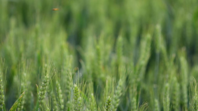 麦穗田特写农耕青穗粮食种植现代犁地乡村振