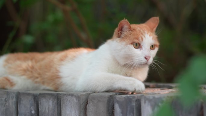 猫躺在地上惊醒